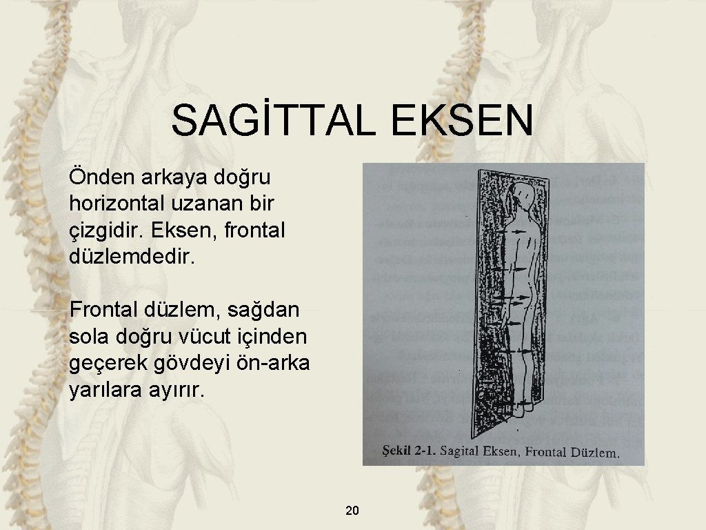 SAGİTTAL EKSEN Önden arkaya doğru horizontal uzanan bir çizgidir. Eksen, frontal düzlemdedir. Frontal düzlem,