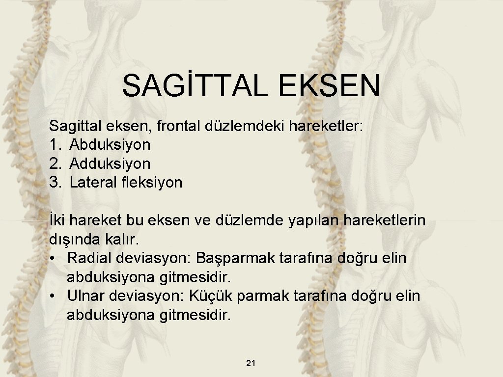 SAGİTTAL EKSEN Sagittal eksen, frontal düzlemdeki hareketler: 1. Abduksiyon 2. Adduksiyon 3. Lateral fleksiyon