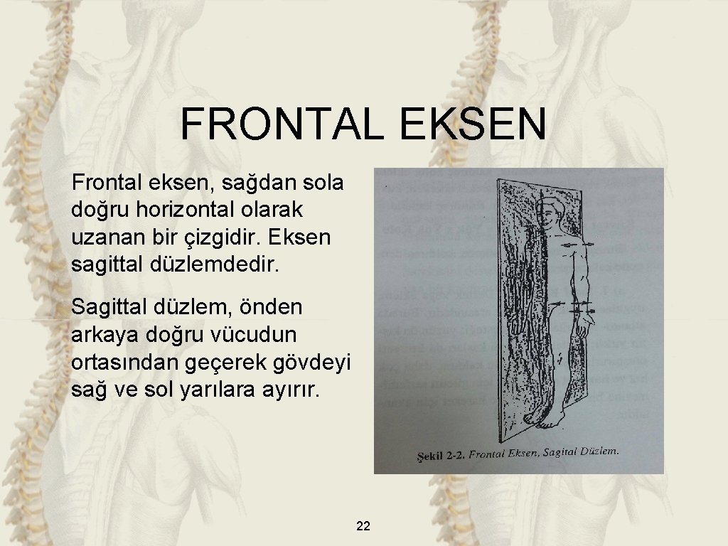 FRONTAL EKSEN Frontal eksen, sağdan sola doğru horizontal olarak uzanan bir çizgidir. Eksen sagittal