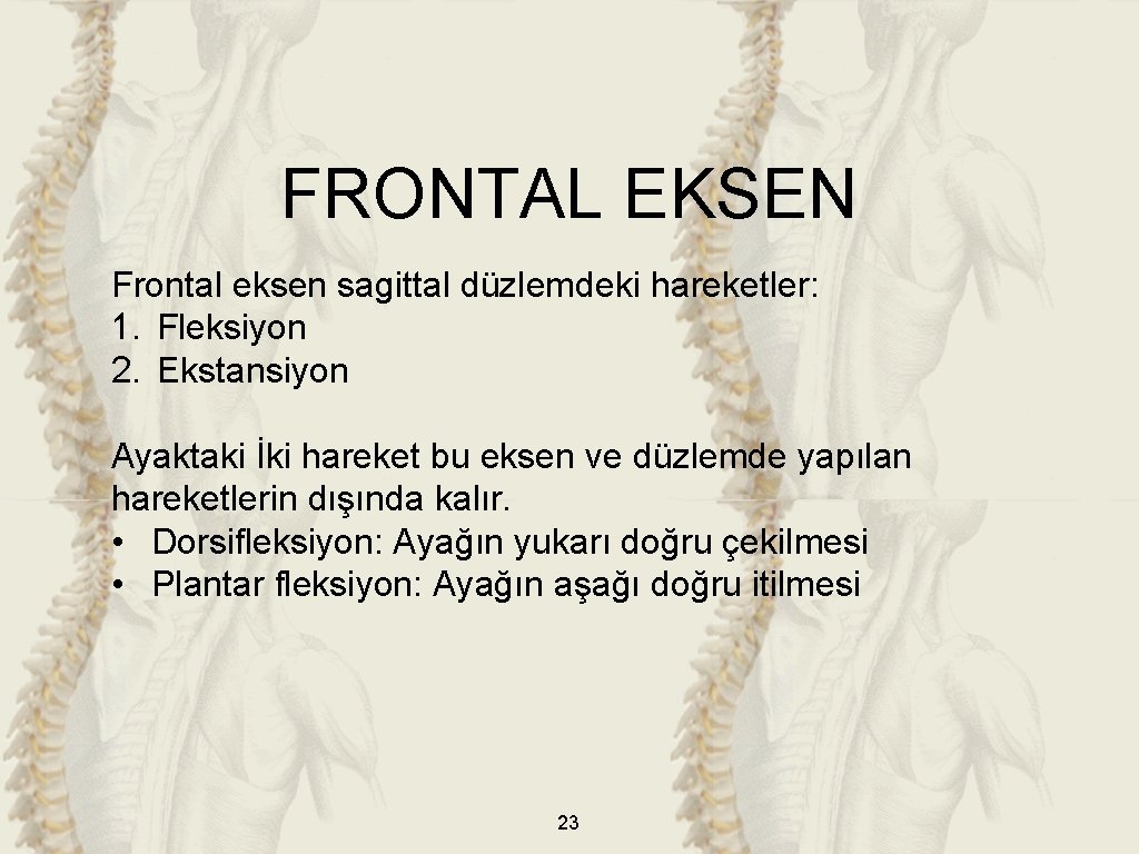 FRONTAL EKSEN Frontal eksen sagittal düzlemdeki hareketler: 1. Fleksiyon 2. Ekstansiyon Ayaktaki İki hareket