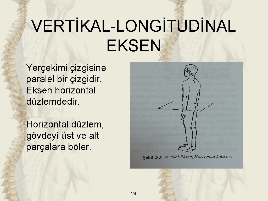 VERTİKAL-LONGİTUDİNAL EKSEN Yerçekimi çizgisine paralel bir çizgidir. Eksen horizontal düzlemdedir. Horizontal düzlem, gövdeyi üst