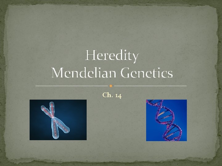 Heredity Mendelian Genetics Ch. 14 Heredity Mendelian Genetics Ch. 14