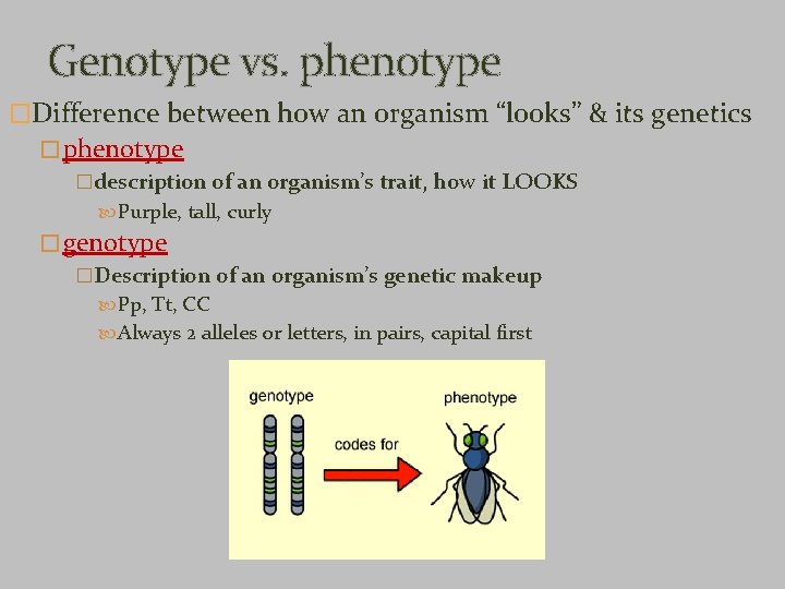 Genotype vs. phenotype �Difference between how an organism “looks” & its genetics � phenotype Genotype vs. phenotype �Difference between how an organism “looks” & its genetics � phenotype