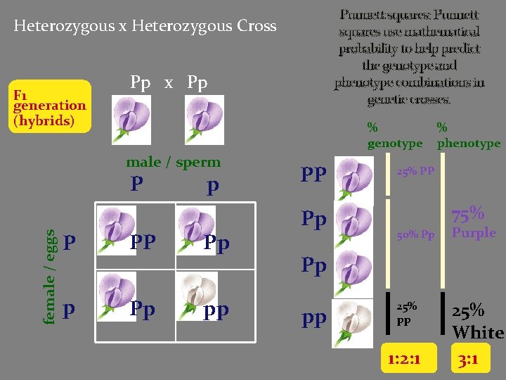 Punnett squares: Punnett squares use mathematical probability to help predict the genotype and phenotype Punnett squares: Punnett squares use mathematical probability to help predict the genotype and phenotype