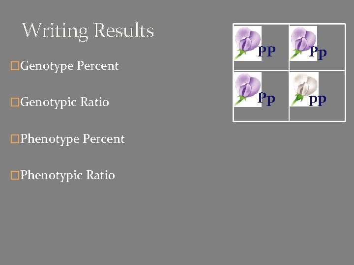 Writing Results �Genotype Percent �Genotypic Ratio �Phenotype Percent �Phenotypic Ratio PP Pp Pp pp