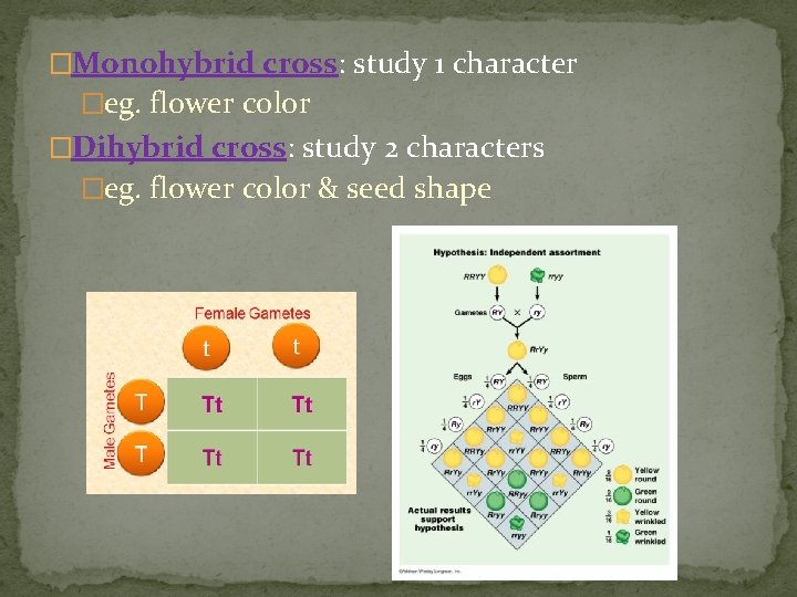 �Monohybrid cross: study 1 character �eg. flower color �Dihybrid cross: study 2 characters �eg.