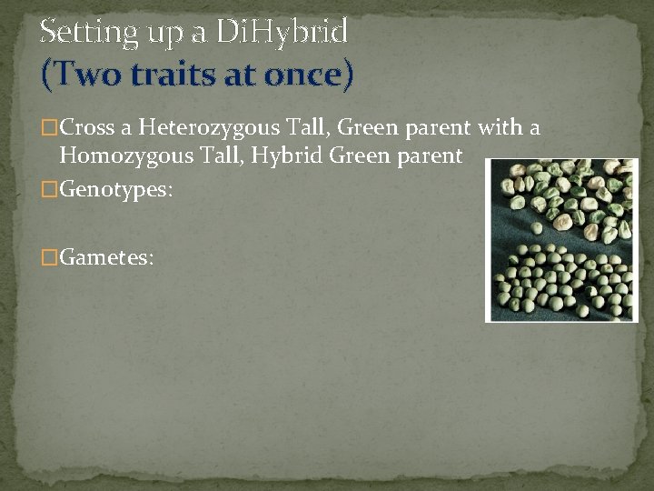 Setting up a Di. Hybrid (Two traits at once) �Cross a Heterozygous Tall, Green Setting up a Di. Hybrid (Two traits at once) �Cross a Heterozygous Tall, Green