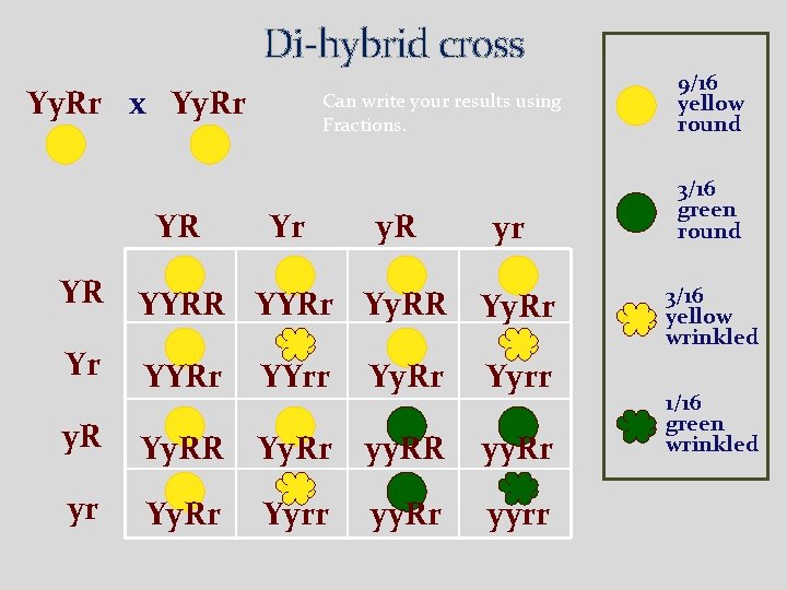 Di-hybrid cross Yy. Rr x Yy. Rr YR Can write your results using Fractions.