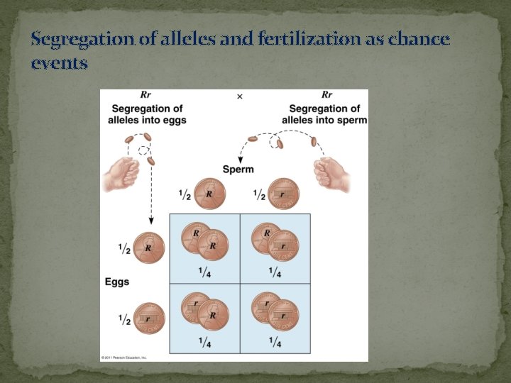 Segregation of alleles and fertilization as chance events 