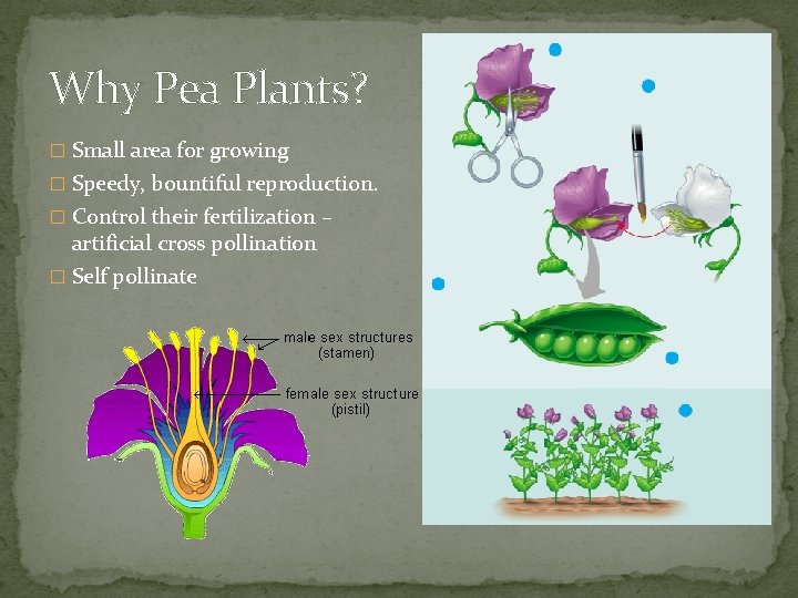 Why Pea Plants? � Small area for growing � Speedy, bountiful reproduction. � Control Why Pea Plants? � Small area for growing � Speedy, bountiful reproduction. � Control