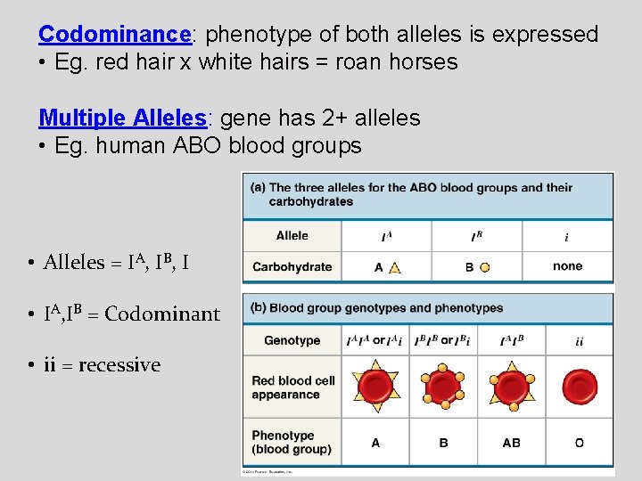 Codominance: phenotype of both alleles is expressed • Eg. red hair x white hairs