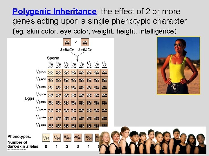 Polygenic Inheritance: the effect of 2 or more genes acting upon a single phenotypic