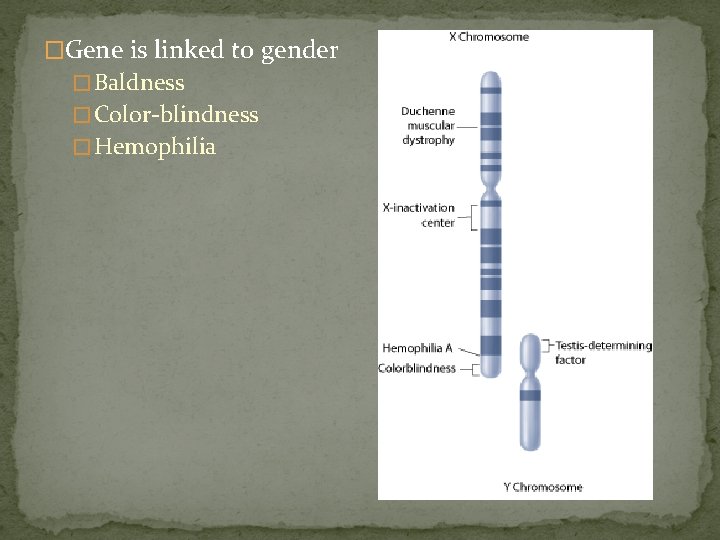 �Gene is linked to gender � Baldness � Color-blindness � Hemophilia �Gene is linked to gender � Baldness � Color-blindness � Hemophilia