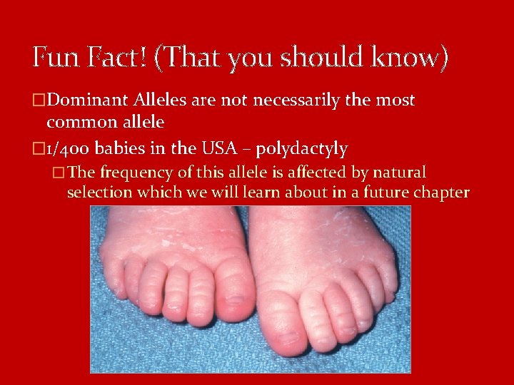 Fun Fact! (That you should know) �Dominant Alleles are not necessarily the most common Fun Fact! (That you should know) �Dominant Alleles are not necessarily the most common