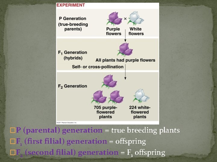 �P (parental) generation = true breeding plants �F 1 (first filial) generation = offspring �P (parental) generation = true breeding plants �F 1 (first filial) generation = offspring