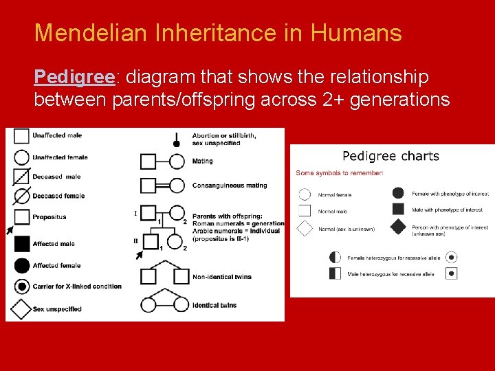 Mendelian Inheritance in Humans Pedigree: diagram that shows the relationship between parents/offspring across 2+