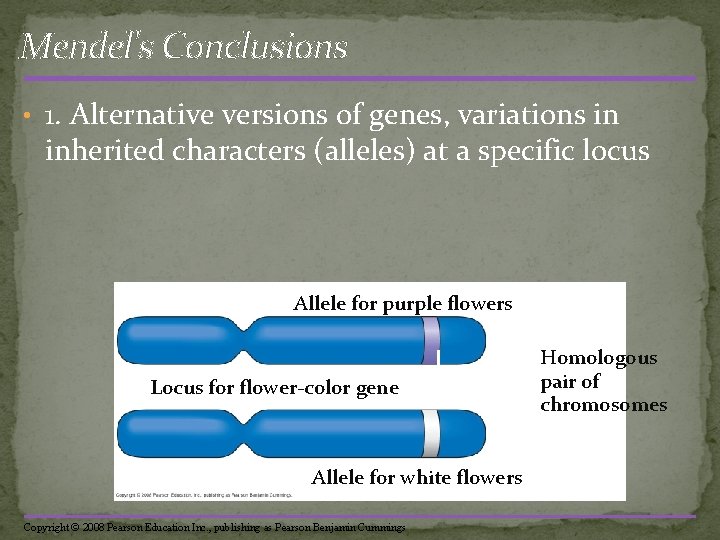 Mendel's Conclusions • 1. Alternative versions of genes, variations in inherited characters (alleles) at