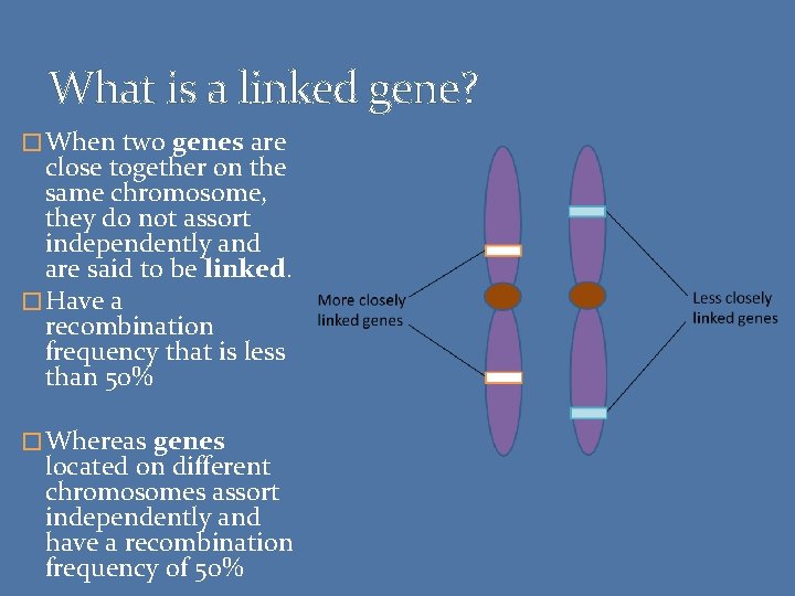 What is a linked gene? � When two genes are close together on the