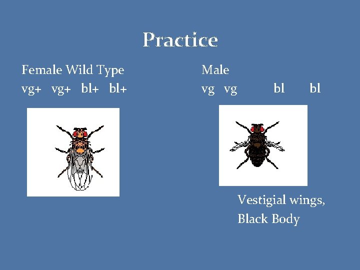 Practice Female Wild Type vg+ bl+ Male vg vg bl bl Vestigial wings, Black