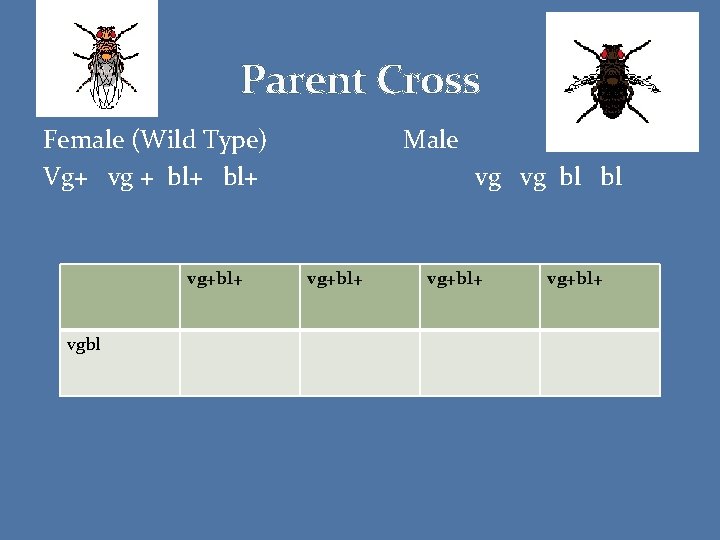 Parent Cross Female (Wild Type) Vg+ vg + bl+ vg+bl+ vgbl Male vg vg