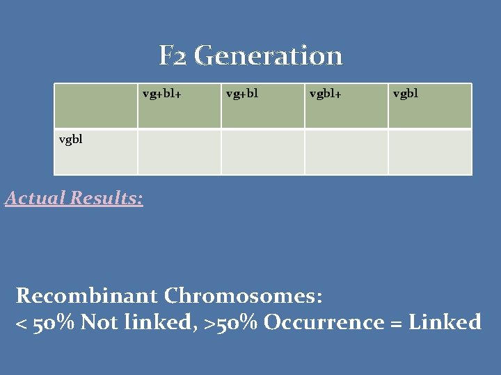 F 2 Generation vg+bl+ vg+bl vgbl+ vgbl Actual Results: Recombinant Chromosomes: < 50% Not