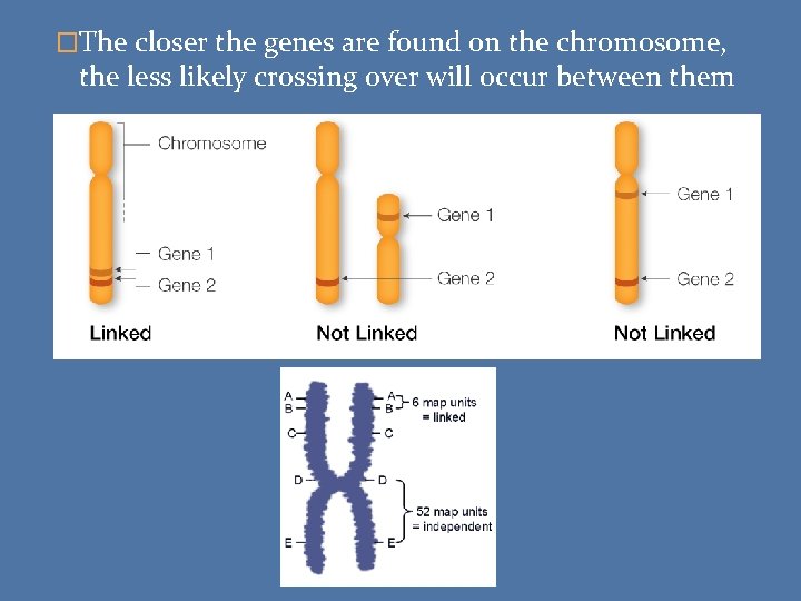 �The closer the genes are found on the chromosome, the less likely crossing over