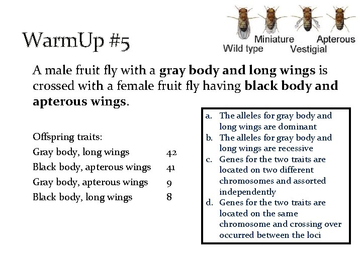 Warm. Up #5 A male fruit fly with a gray body and long wings