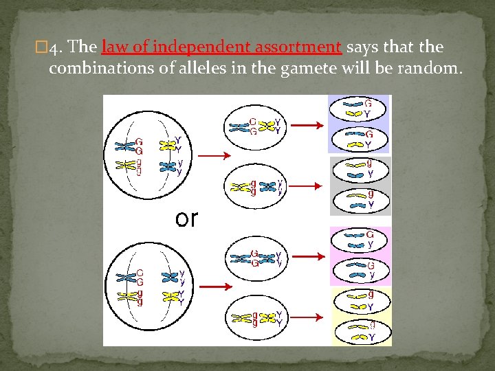 � 4. The law of independent assortment says that the combinations of alleles in � 4. The law of independent assortment says that the combinations of alleles in