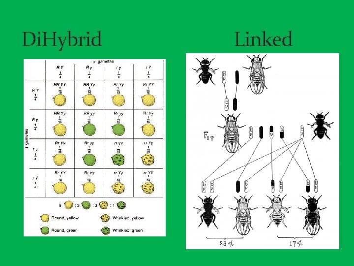 Di. Hybrid Linked 