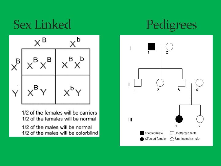 Sex Linked Pedigrees 