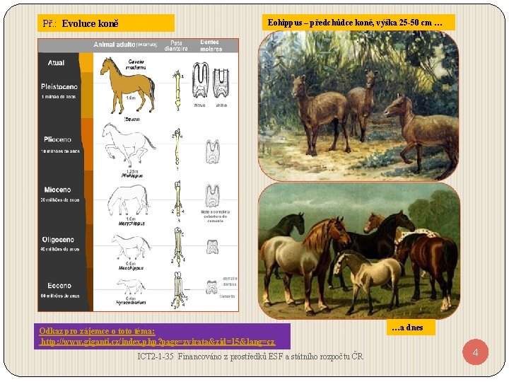Př. : Evoluce koně Eohippus – předchůdce koně, výška 25 -50 cm … Odkaz