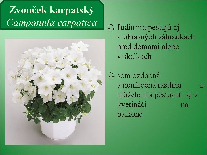 Zvonček karpatský Campanula carpatica ľudia ma pestujú aj v okrasných záhradkách pred domami alebo