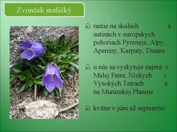 Zvonček maličký rastie na skalách a sutinách v európskych pohoriach Pyreneje, Alpy, Apeniny, Karpaty,