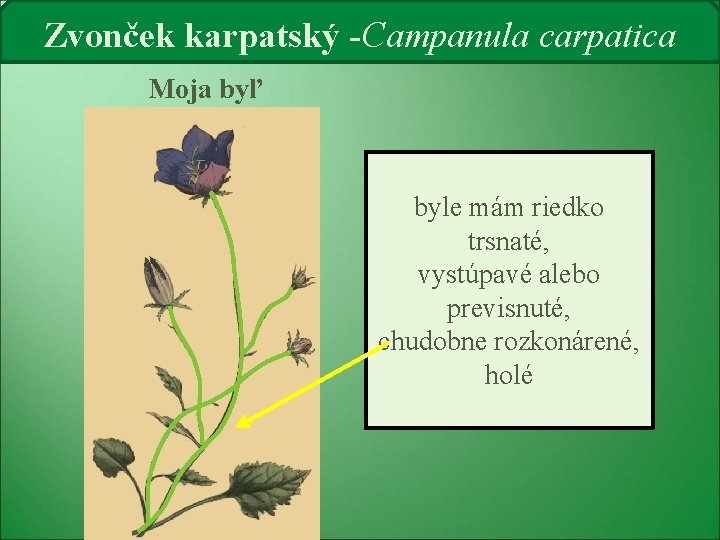 Zvonček karpatský -Campanula carpatica Moja byľ byle mám riedko trsnaté, vystúpavé alebo previsnuté, chudobne