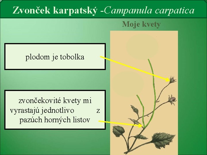 Zvonček karpatský -Campanula carpatica Moje kvety plodom je tobolka zvončekovité kvety mi vyrastajú jednotlivo