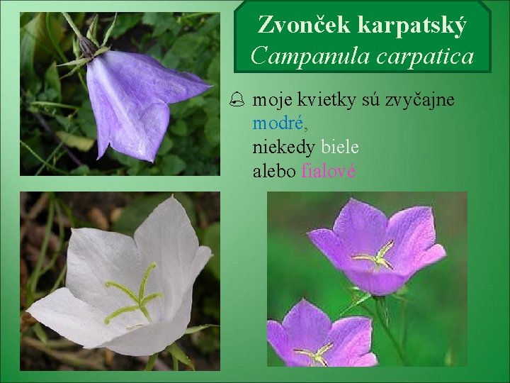 Zvonček karpatský Campanula carpatica moje kvietky sú zvyčajne modré, niekedy biele alebo fialové 