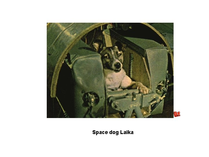 Space dog Laika 