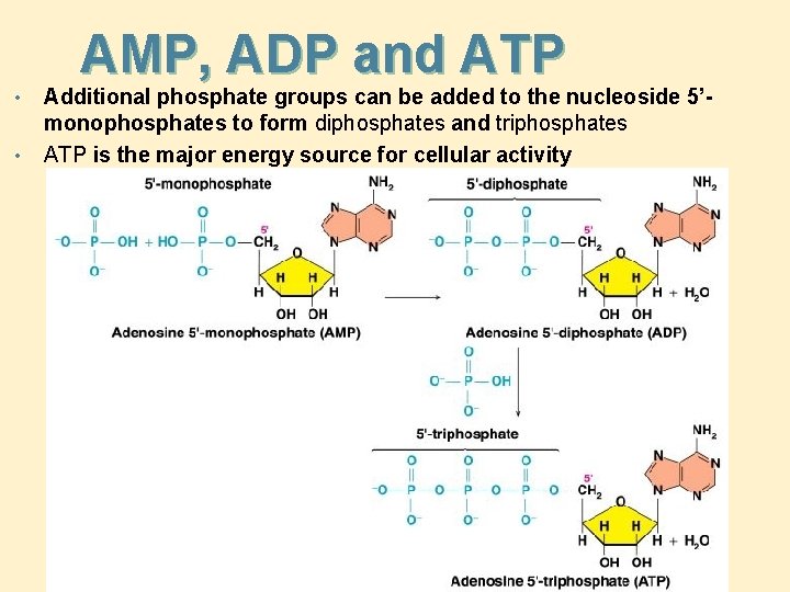 AMP, ADP and ATP • • Additional phosphate groups can be added to the