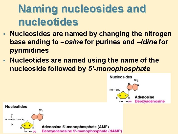 Naming nucleosides and nucleotides • Nucleosides are named by changing the nitrogen base ending