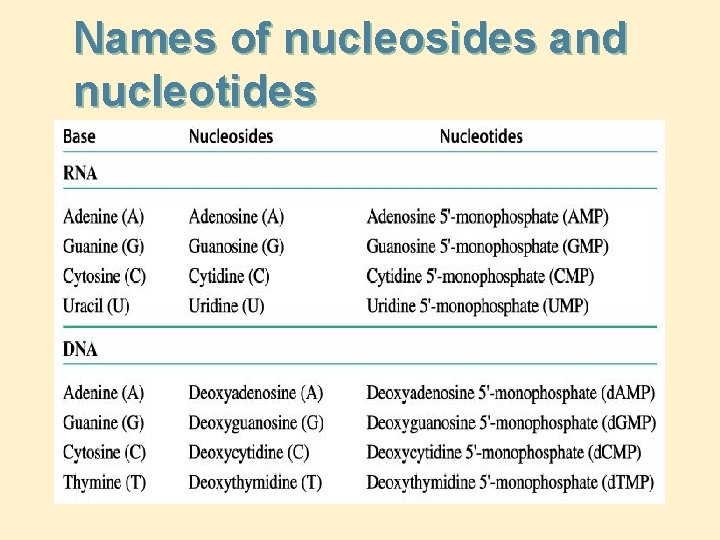 Names of nucleosides and nucleotides 