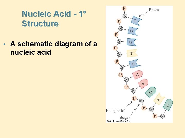 Nucleic Acid - 1° Structure • A schematic diagram of a nucleic acid 