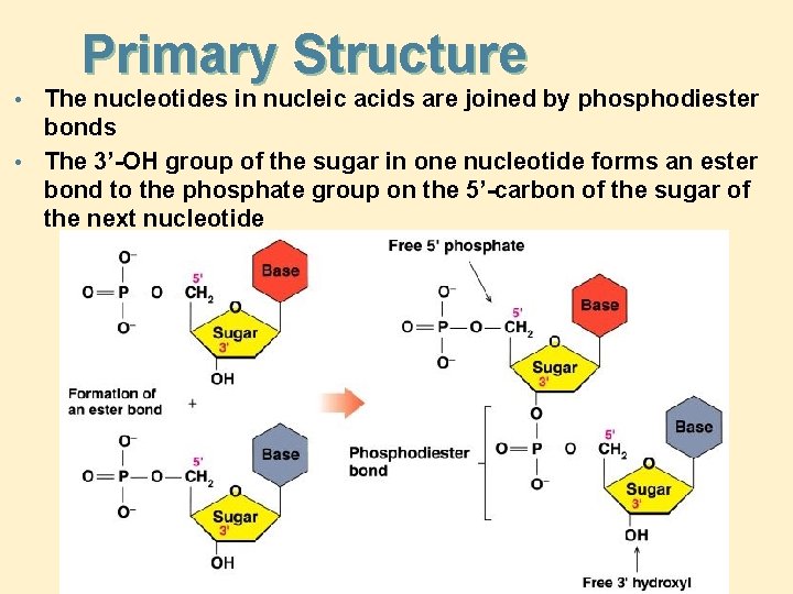Primary Structure The nucleotides in nucleic acids are joined by phosphodiester bonds • The