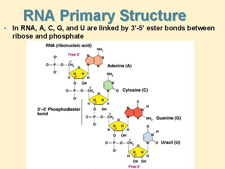 RNA Primary Structure • In RNA, A, C, G, and U are linked by