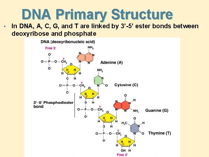 DNA Primary Structure • In DNA, A, C, G, and T are linked by