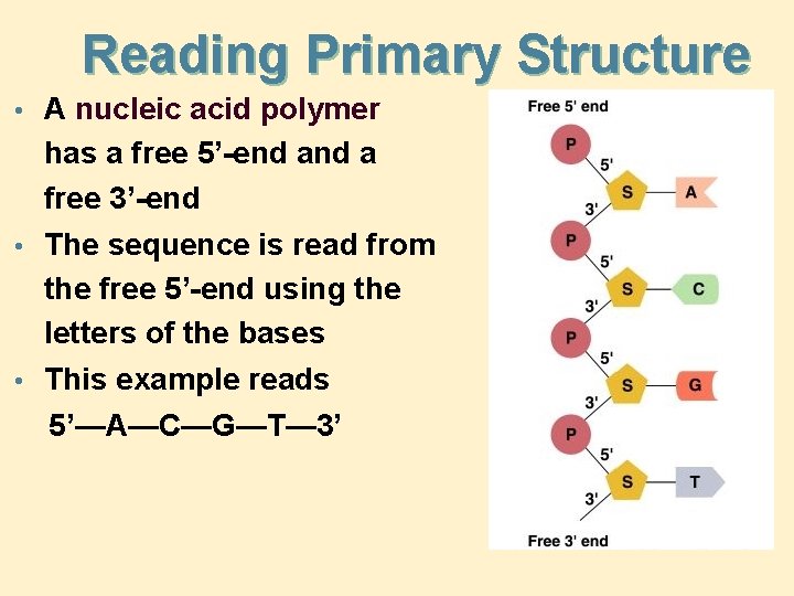 Reading Primary Structure • A nucleic acid polymer has a free 5’-end a free