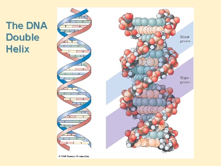 The DNA Double Helix 