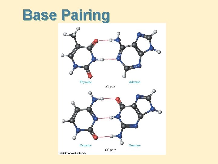 Base Pairing 