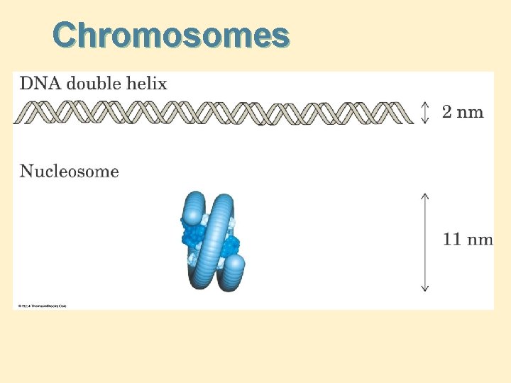 Chromosomes 