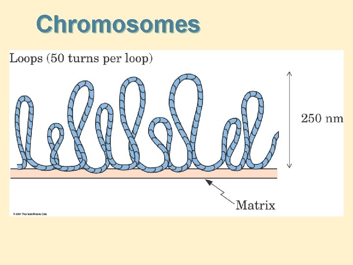 Chromosomes 