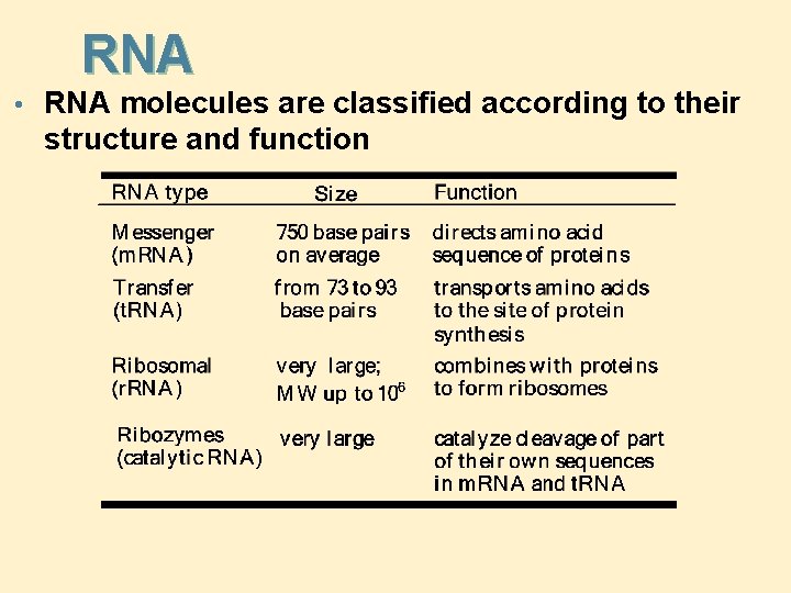 RNA • RNA molecules are classified according to their structure and function 